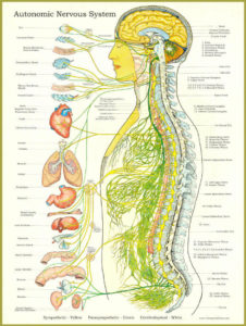 nerves