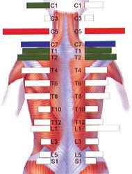 emg of spine